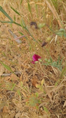Lathyrus tingitanus