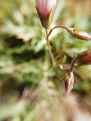 Linum appressum appressum