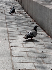 Columba livia domestica