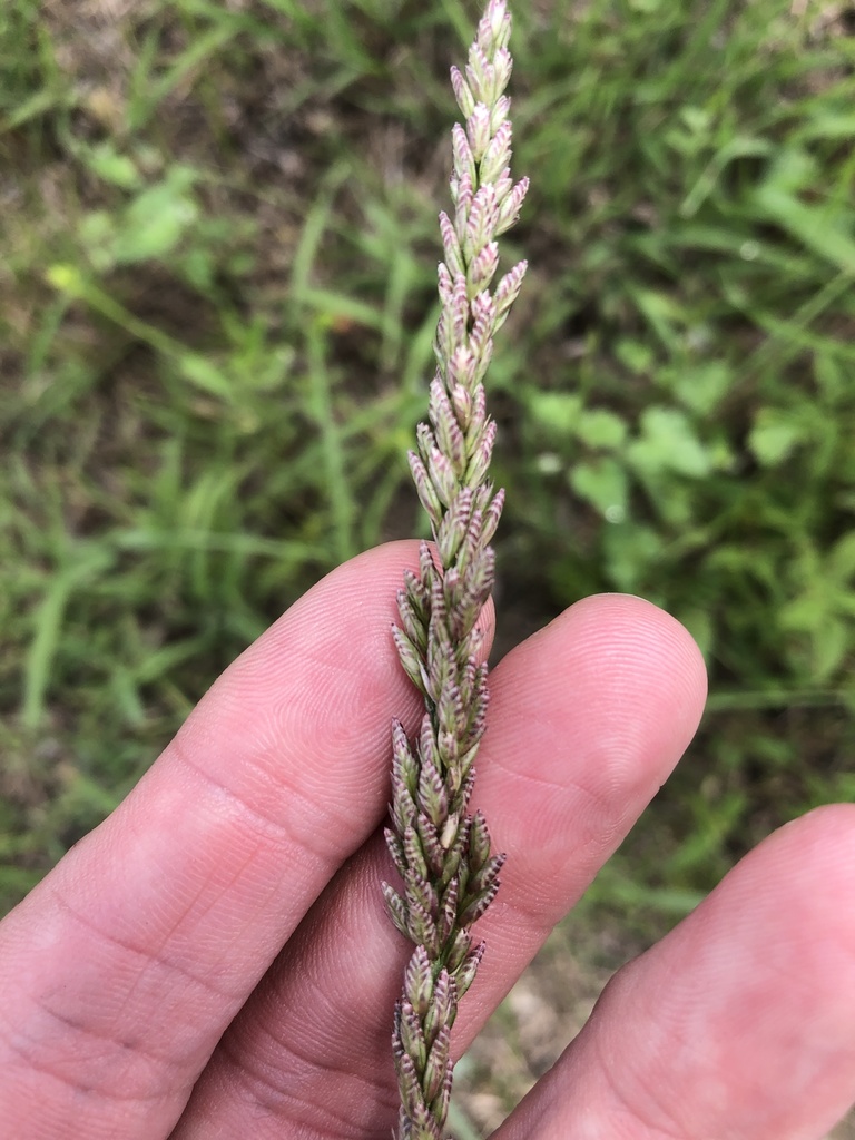 White Tridens from IH-30 W, Fort Worth, TX, US on May 16, 2021 at 02:47 ...