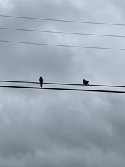 Columba livia