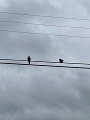 Columba livia