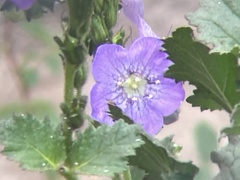 Phacelia grandiflora