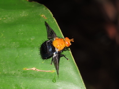 Tachinisca cyaneiventris