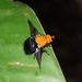 Tachiniscini - Photo (c) Lepidoptera Colombiana 🇨🇴, algunos derechos reservados (CC BY-NC), subido por Lepidoptera Colombiana 🇨🇴
