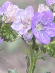 Phacelia grandiflora