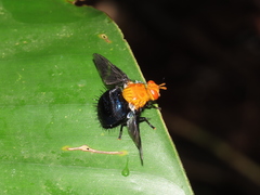 Tachinisca cyaneiventris