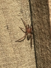 Drassyllus