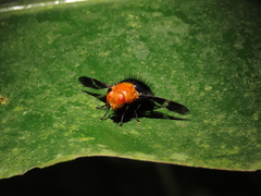 Tachinisca cyaneiventris
