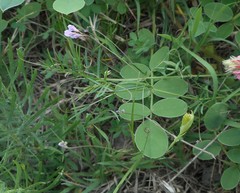 Vicia parviflora