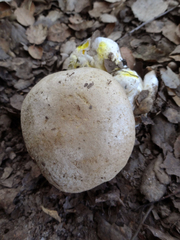Caloboletus marshii