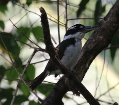 Todiramphus funebris