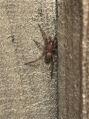 Drassyllus