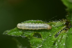 Operophtera fagata