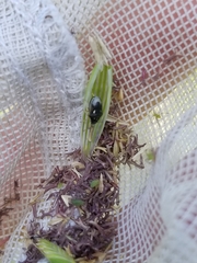 Neottiglossa cavifrons