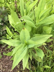 Rudbeckia amplexicaulis