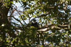 Colobus guereza matschiei