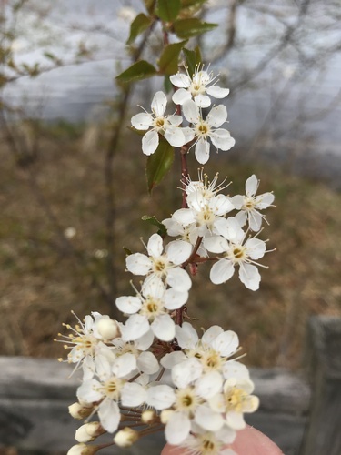 photo of Canada Plum (Prunus nigra)