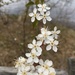 photo of Canada Plum (Prunus nigra)