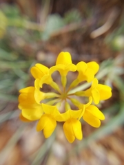 Coronilla minima
