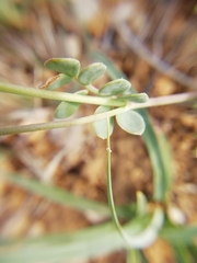Coronilla minima