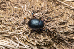 Timarcha goettingensis