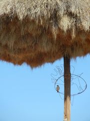 Polihierax semitorquatus