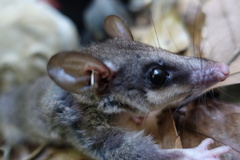 Marmosops incanus
