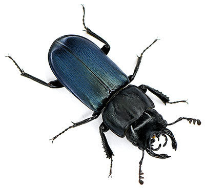 Oregon stag beetle