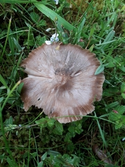 Entoloma clypeatum
