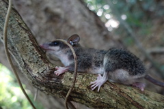 Marmosops incanus