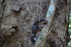 Marmosops incanus