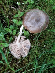 Entoloma clypeatum
