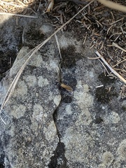 Camponotus herculeanus
