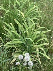 Hemerocallis lilioasphodelus
