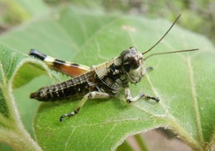 Dendrotettix quercus
