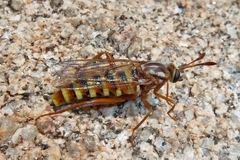 Opomydas limbatus