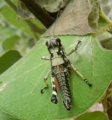 Dendrotettix quercus