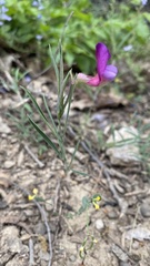Lathyrus digitatus