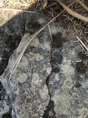 Camponotus herculeanus