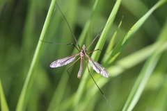 Tipula vernalis