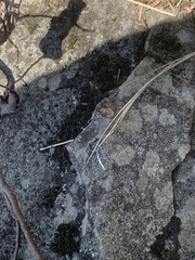Camponotus herculeanus
