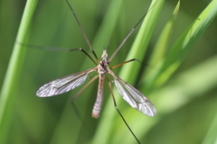 Tipula vernalis
