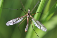 Tipula vernalis