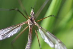 Tipula vernalis