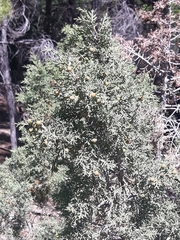 Juniperus phoenicea