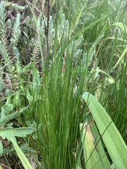 Lolium multiflorum × perenne