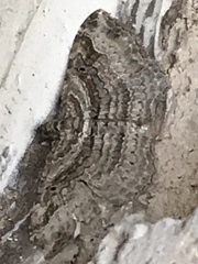 Costaconvexa