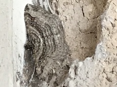 Costaconvexa