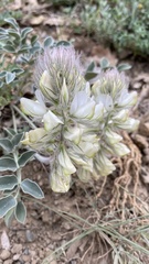 Hedysarum candidum